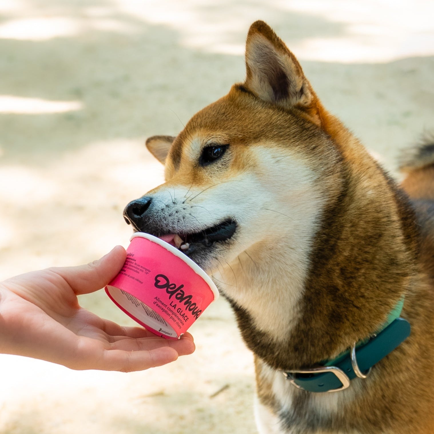 Comment soulager son chien en périodes de fortes chaleurs ?