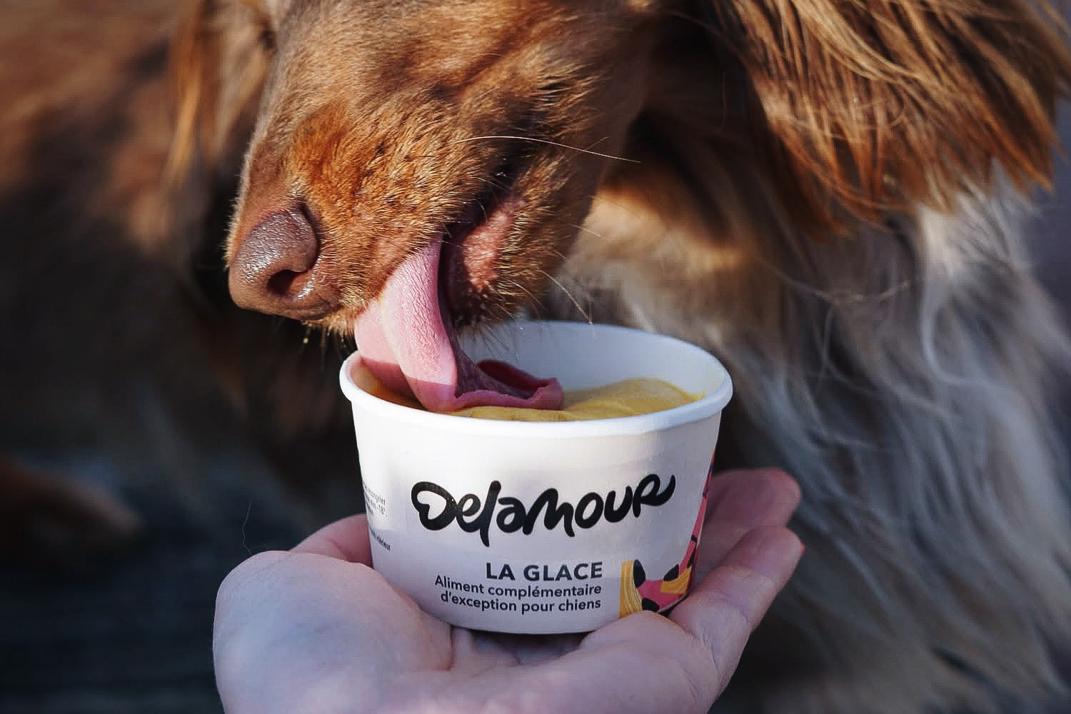 Les chiens peuvent-ils manger de la glace ?