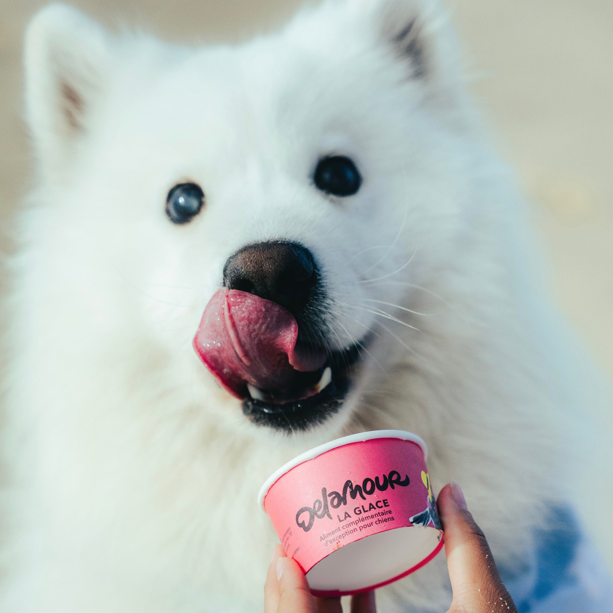 La Glace -  La Fruitée